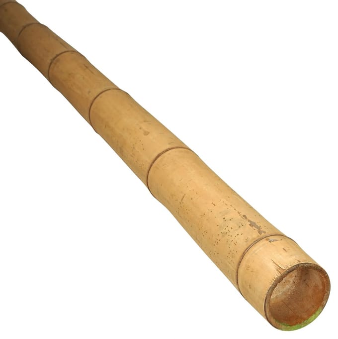 Masters of Bamboo® Bamboe Paal Guadua - 100 cm - Ø 7-9 cm