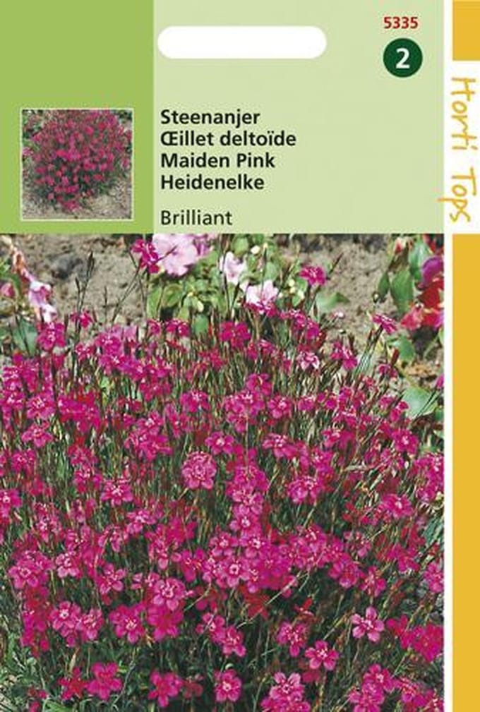 Steenanjer Bloemzaad - Karmijnrose