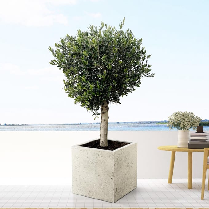 Olea Europaea Lorc - 180cm- Ø50