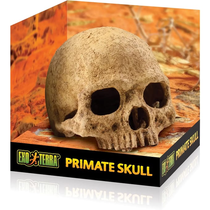Schedel decoratie kit Exo Terra