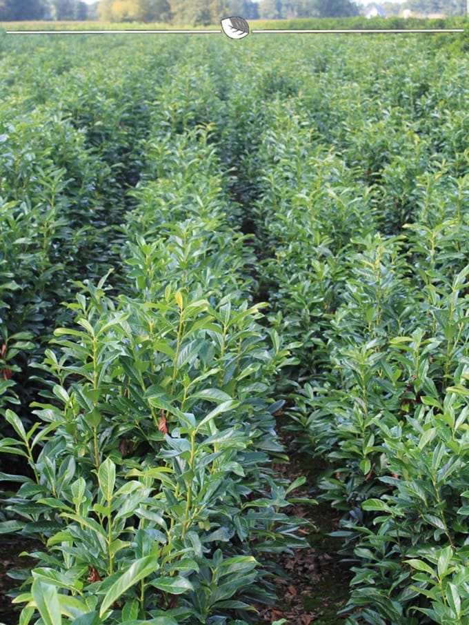 Laurier Prunus Genolia 60-80 cm, 100x Haagplant