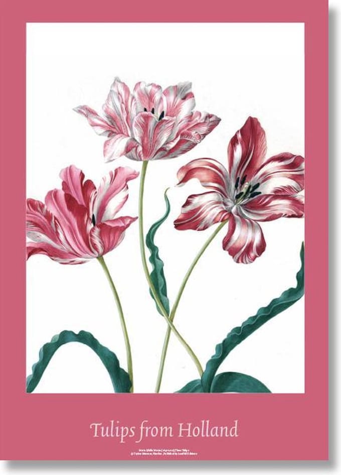 Poster, 50x70, Tulpen, Merian