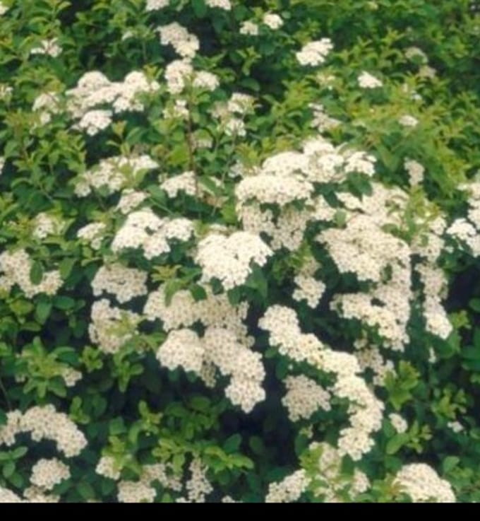 2 x Spiraea jap. 'Albiflora' - Spierstruik , Japanse Spirea 20- 25 cm in pot