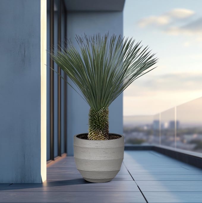 Yucca Rostrata - 170cm