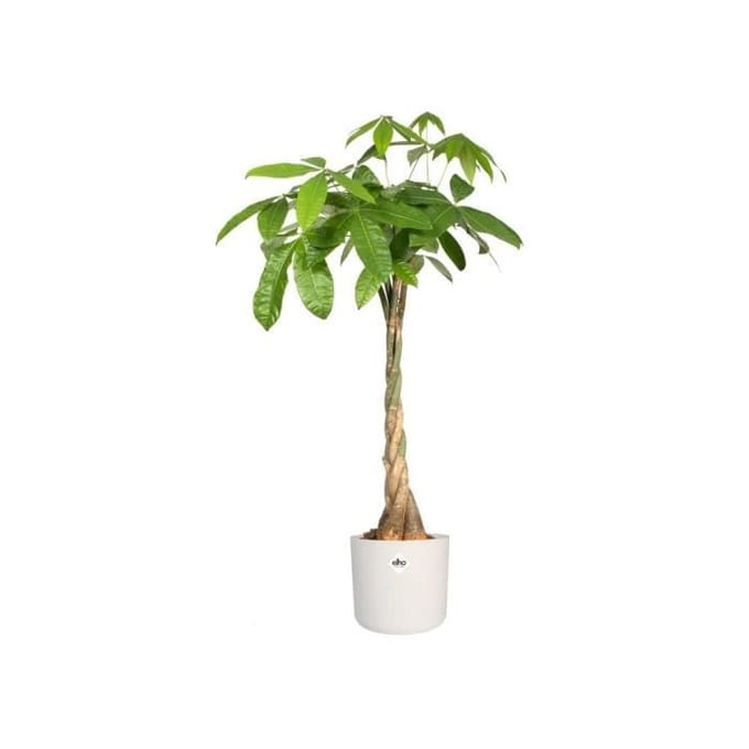 Elho B.for Soft Rond 25 - Bloempot voor Binnen - 100% Gerecycled Plastic - Ø 24.7 x H 23.3 cm - Wit