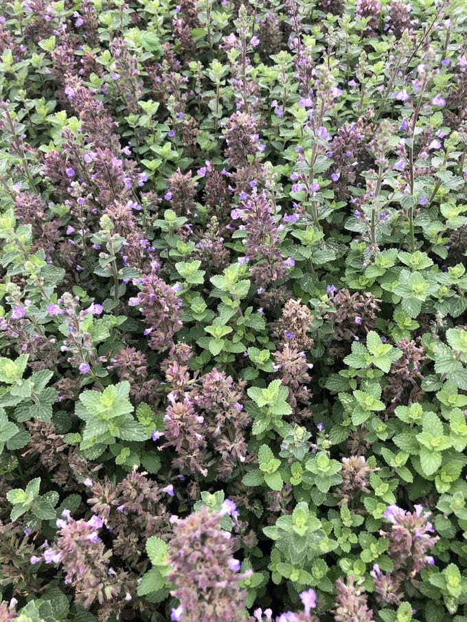6x Kattekruid - Nepeta hybr. 'Purrsian Blue' | 9x9 cm pot