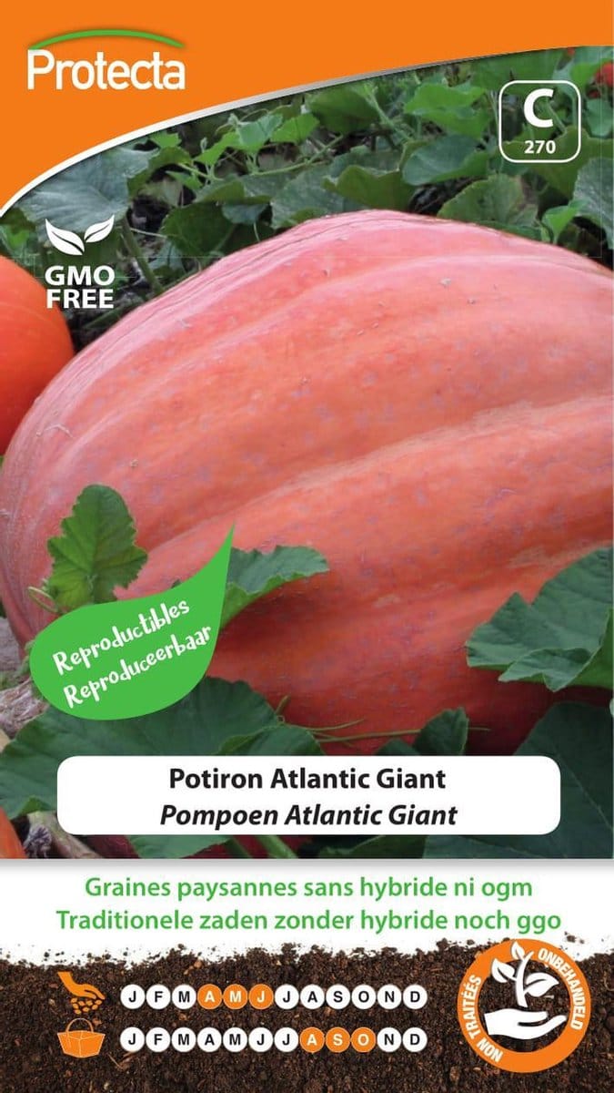Protecta Groente zaden: Pompoen Atlantic Giant