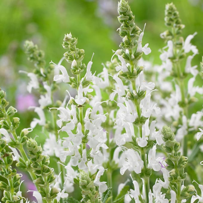 Salie (Salvia nem.) 'Schneehügel'
