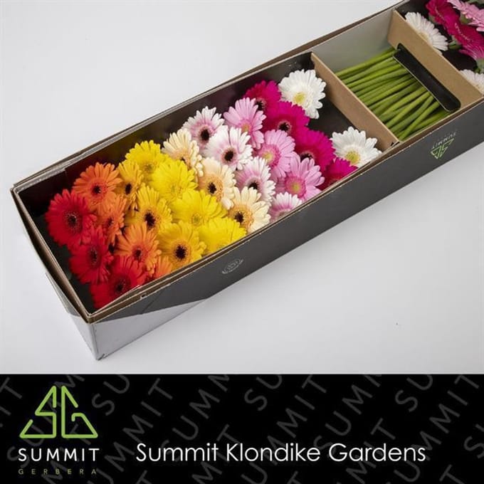 60x Germ.mix var.op rij 40cm