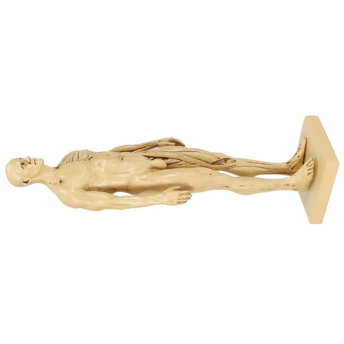 Mannequin Hars Menselijk Spiermodel Schetsen Onderwijs Tekenen Mannelijk Lichaam Anatomiemodel beige
