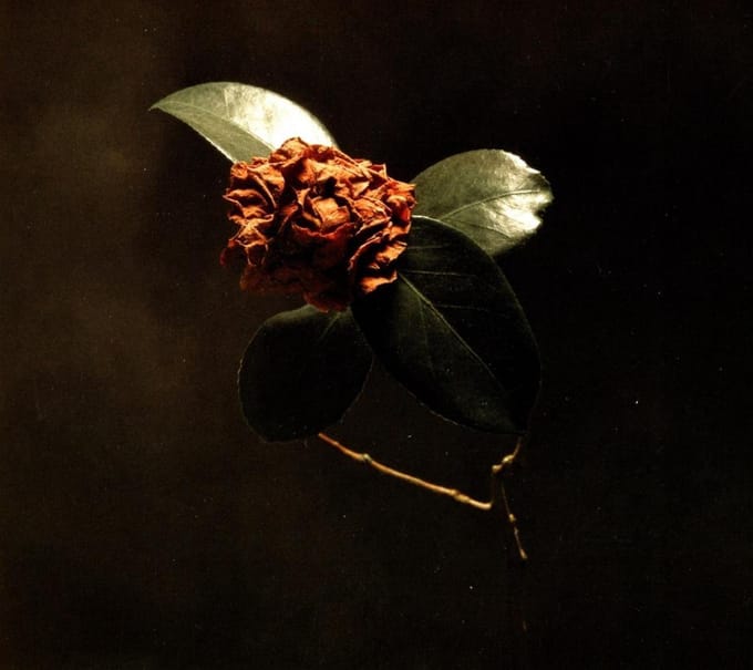 Young Sick Camellia - St. Paul & The Broken Bones