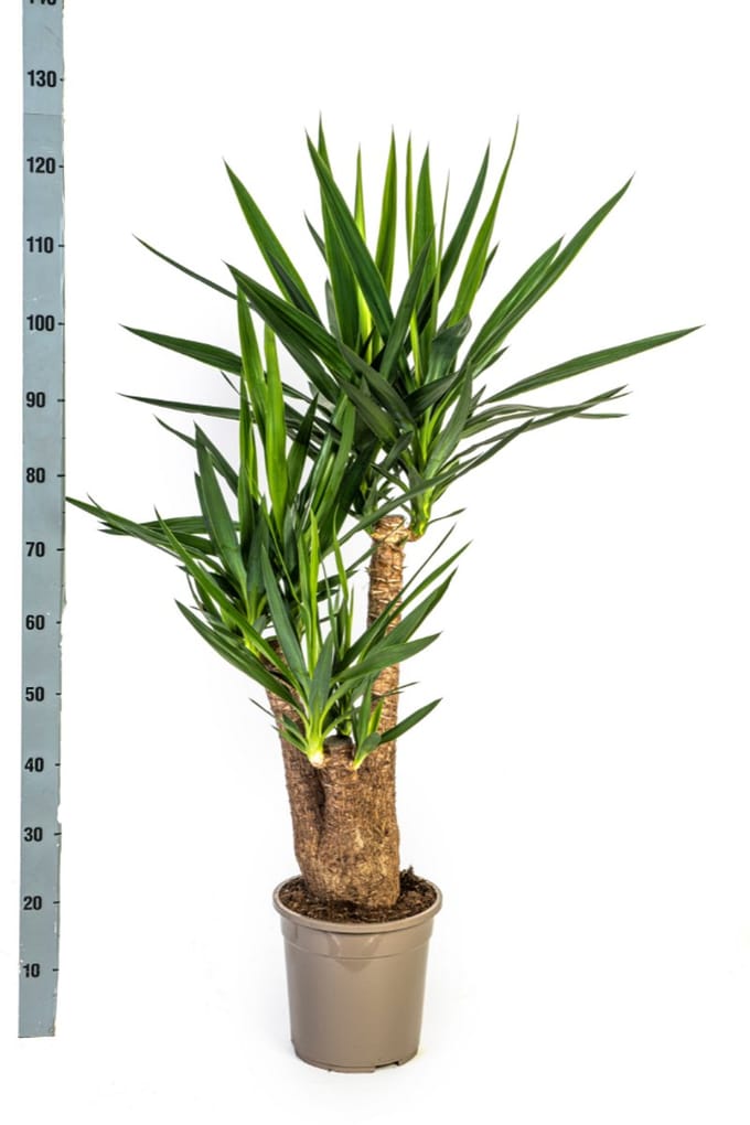 Yucca Elephantipes Ø24cm - 90-100cm - Unieke Yucca - Een basis stam