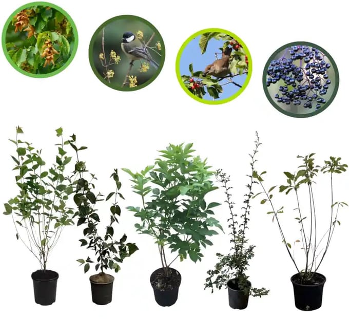 Vogelhaag pakket in pot 60-100 cm