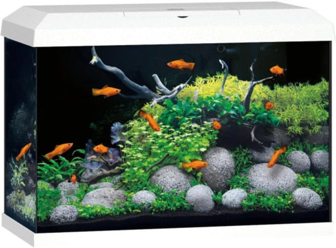 Juwel Aquarium Primo 70 2.0 62x32x41 cm - Aquaria - Wit Ca. 70 L