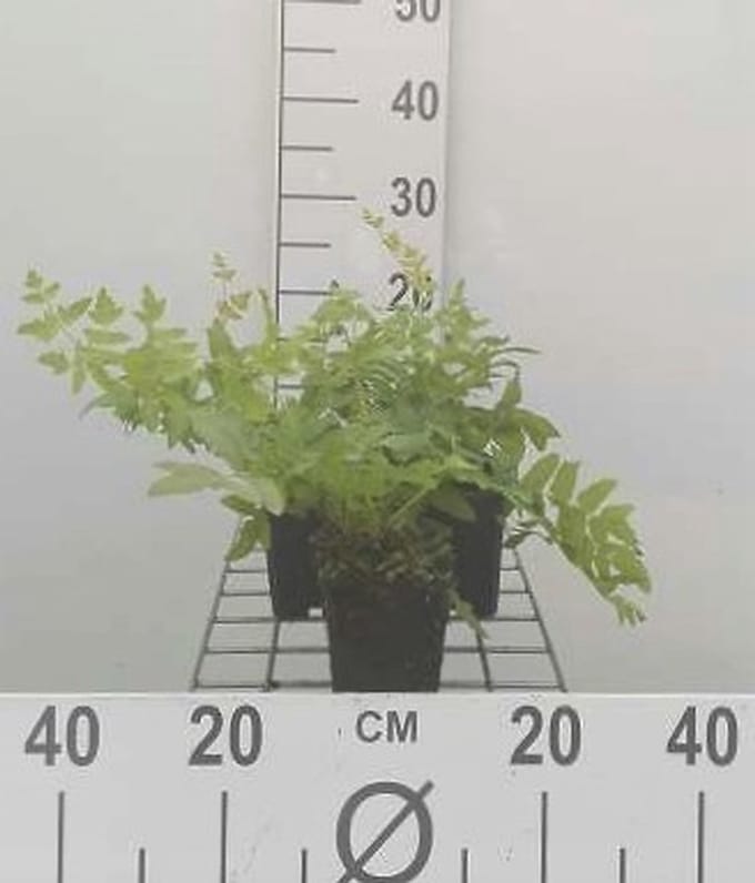 6x Koningsvaren - Osmunda regalis | 9x9 cm pot