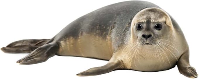 Muursticker Zeehond XL