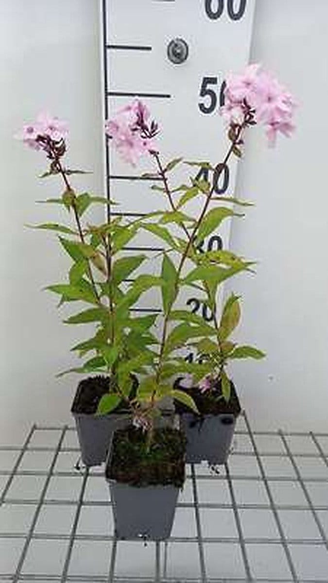 6x Vlambloem - Phlox (p) 'Rosa Pastell' | 9x9 cm pot