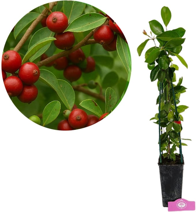 Psidium cattleianum Red, Aardbeiguave, Hoogte 50-60cm, 2 liter pot