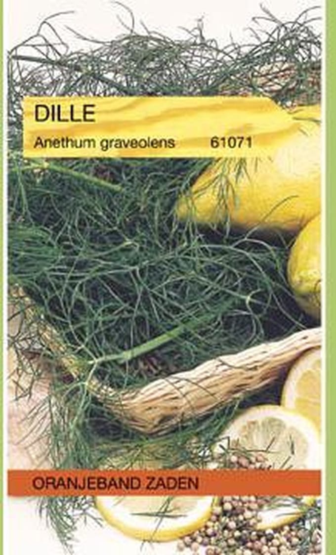Dille Zaden, Kruidenzaad