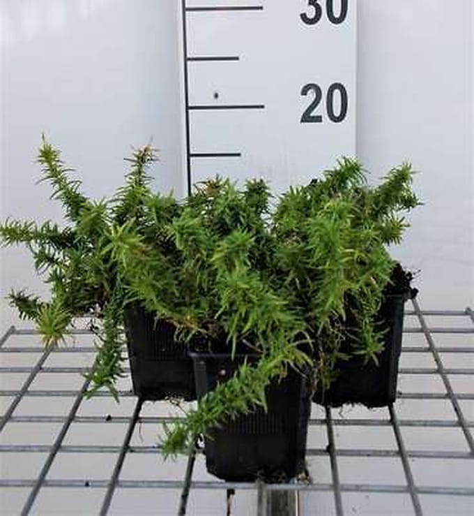 6x Vlambloem - Phlox (s) 'Calvides White' | 9x9 cm pot
