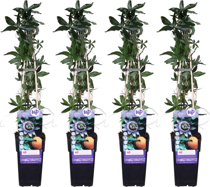4x - Passiebloem, kleur Wit, blauw, paars, Passiflora caerulea - ↨65cm - Ø15