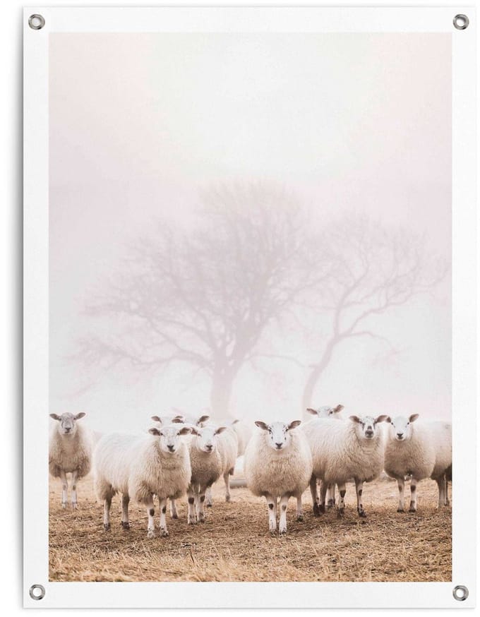 Tuinposter Schaap in de mist - 80 x 60 - Canvas - REINDERS