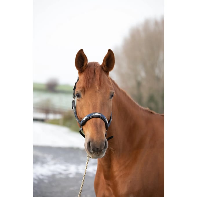 Leren halster voor paarden HFI Polo