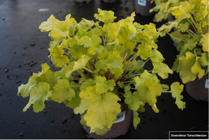 6x Purperklokje - Heuchera 'Lime Marmelade'® | 9x9cm