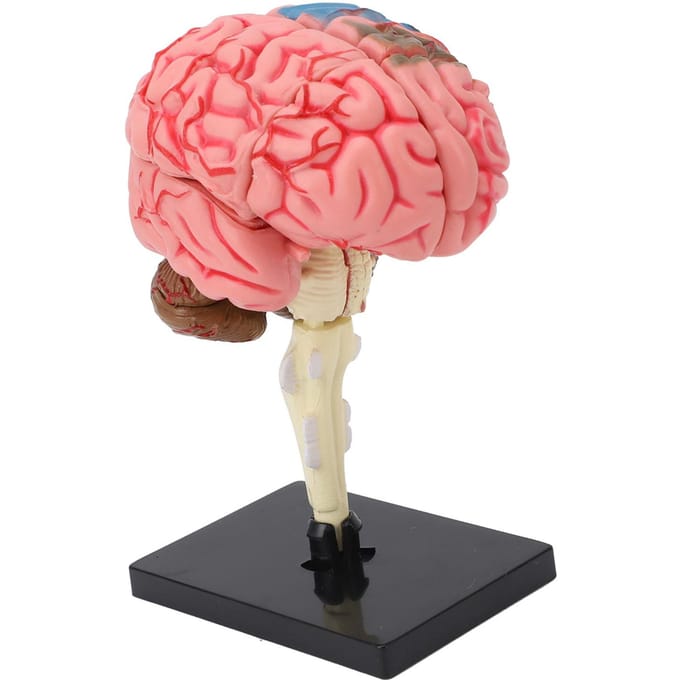 Hersenmodel Neuroanatomie Structuur Onderwijstool Menselijke Hersenen Anatomisch Model met Basis voor pink