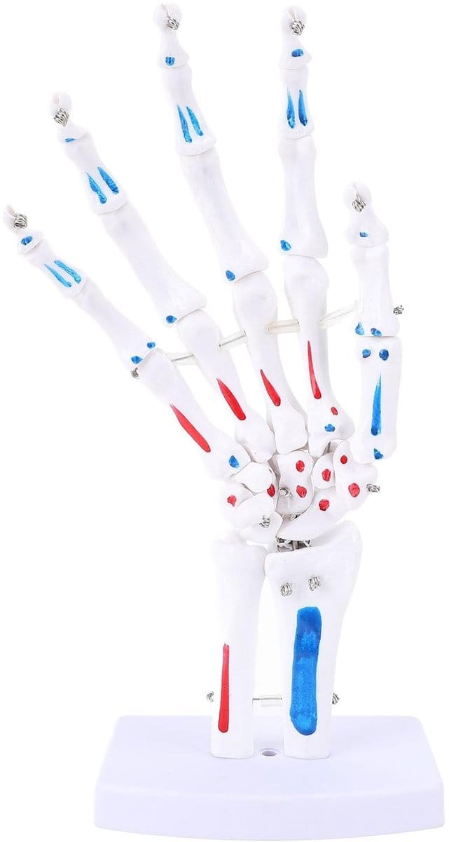 Dailygoods- Handskeletmodel 1:1 - Flexibel - Anatomie Model - PVC - Draagbaar - Gedetailleerde Visualisatie - Anatomisch Model