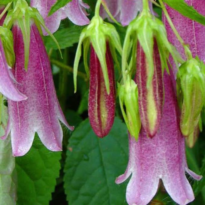 6 x Campanula 'Elizabeth'- Klokje pot 9x9cm