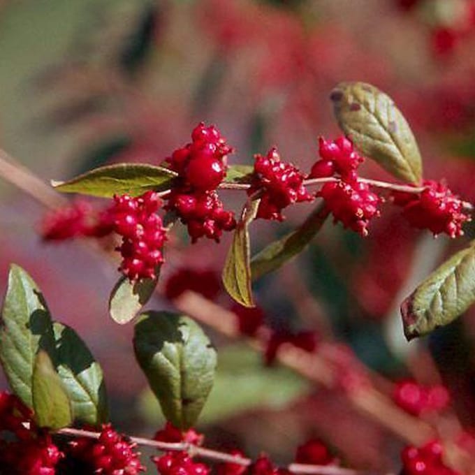 Symphoricarpos Doorenbos 'Magic Berry' - Sneeuwbes 50-60 cm in pot