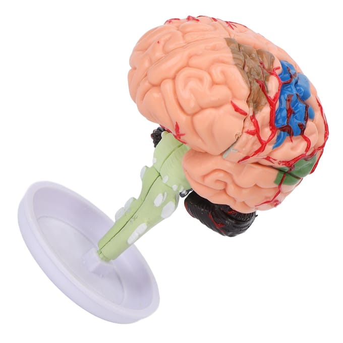 4D Anatomisch Hersenen Gemonteerd Model Duidelijke Structuur Vinyl Simulatie Hersenen Model om te Leren beige