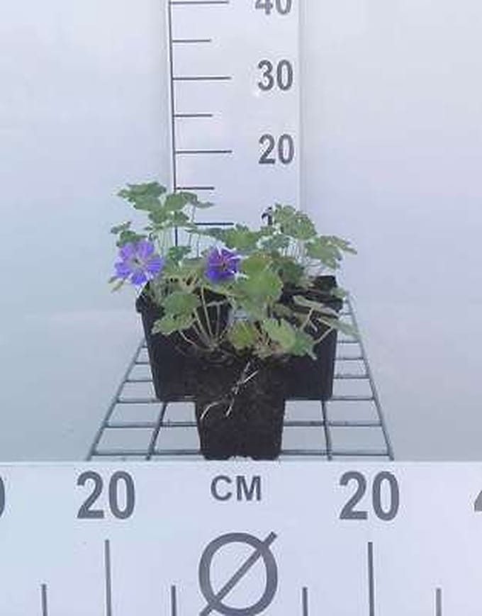 6x Ooievaarsbek - Geranium hybr. 'Philippe Vapelle' | 9x9 cm pot