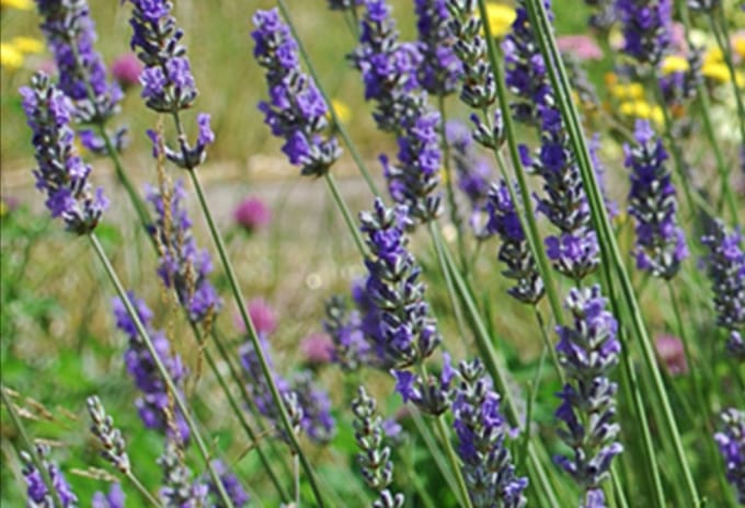 Lavandula int. 'Grosso' - Lavandin, Lavendel In pot 2 liter