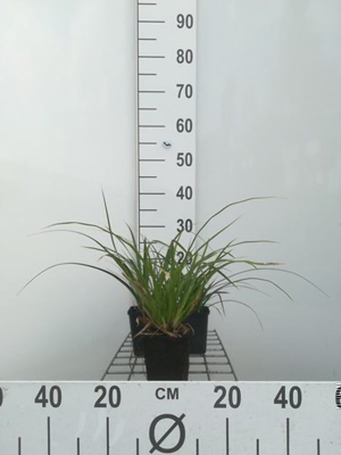 6x Zegge - Carex morr. 'Variegata' | 9x9 cm pot