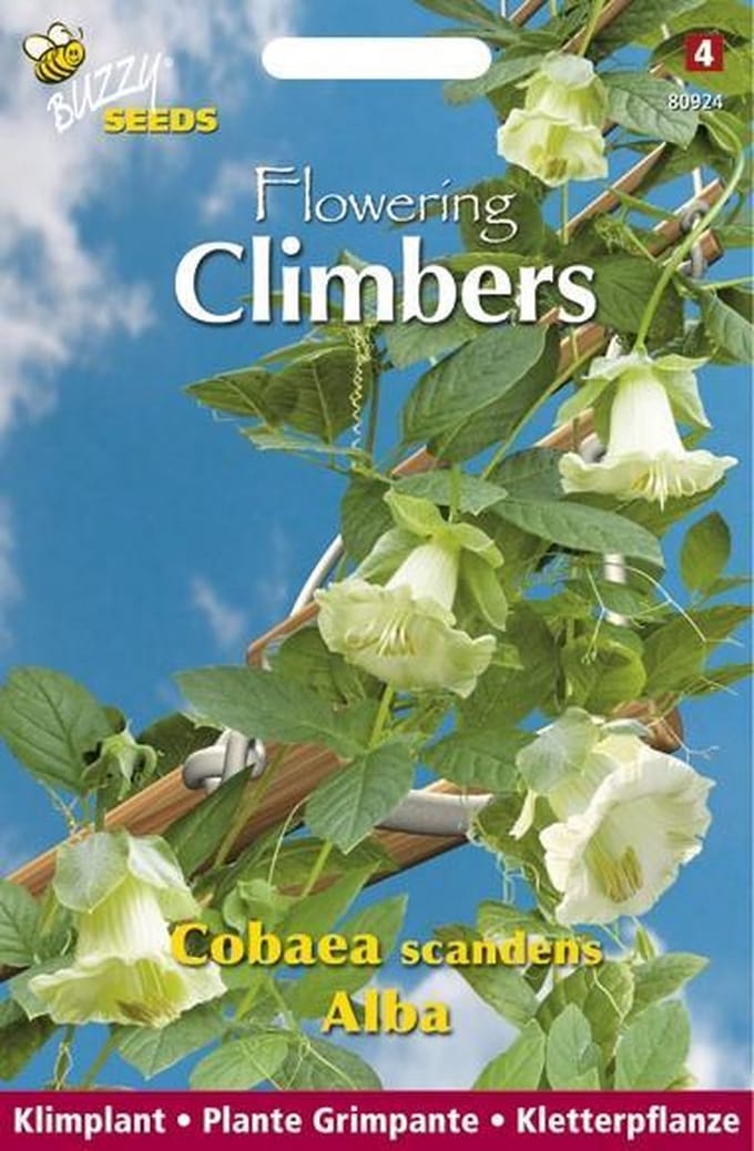 Buzzy  Flowering Climbers Cobaea Bloemzaad - Wit