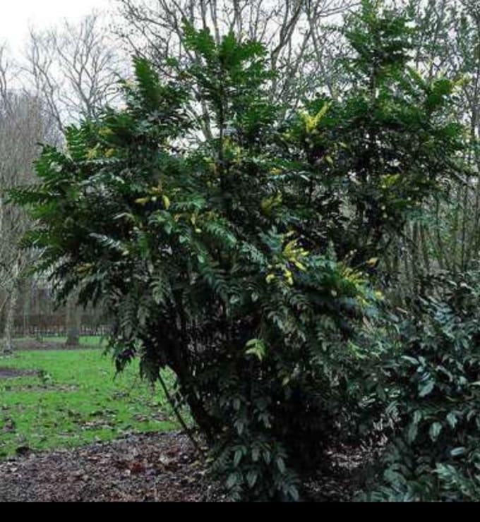 Mahonia media 'Winter Sun' - Mahoniestruik, Druifstruik 60- 80 cm in pot