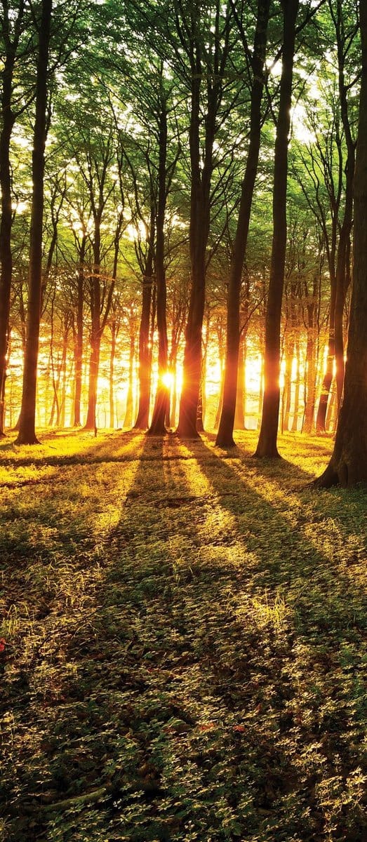 Forest Trees Beam Light Nature Photo Wallcovering