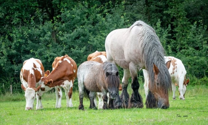 Trekpaarden TW16 - Canvas - Ton van der Weerden - 70 x 100 cm