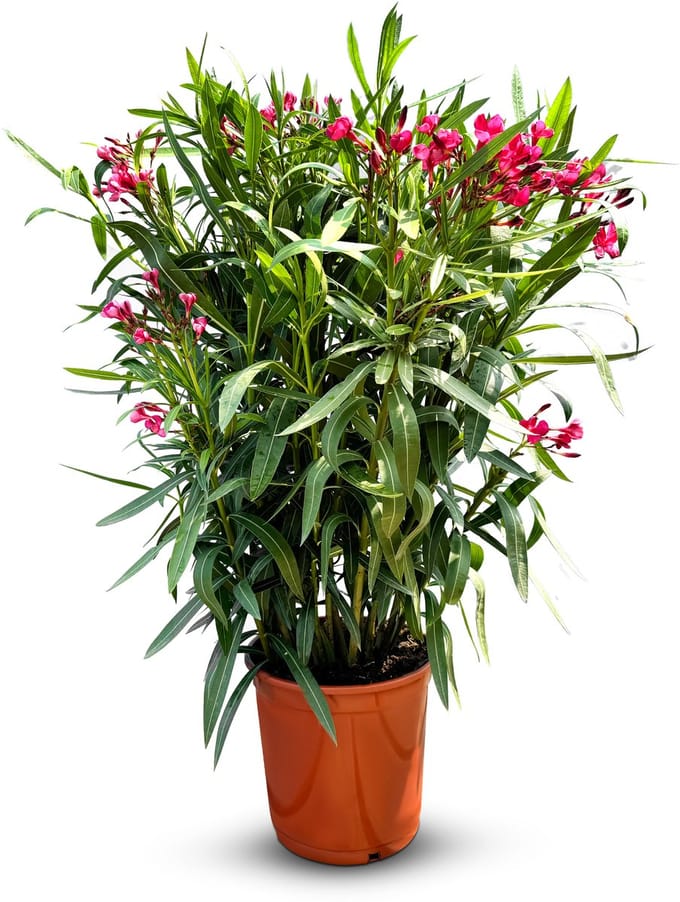 Sunny Tree - Plant - Oleander- Nerium Oleander - Hoogte 80-100 cm - Kleur Rood - Buitenplant