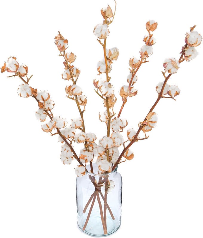 Katoentakken 10 / 12 bollen - 3 Takken - Extra Groot - Droogbloemen