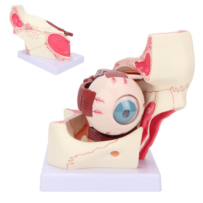Modèle d'œil humain détachable, grossissement 3x, modèle anatomique transparent pour l'enseignement médical beige