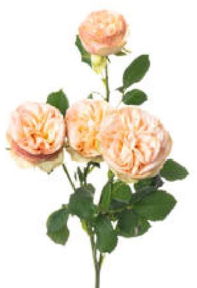 10x Rosa gentle trendsetter 70cm