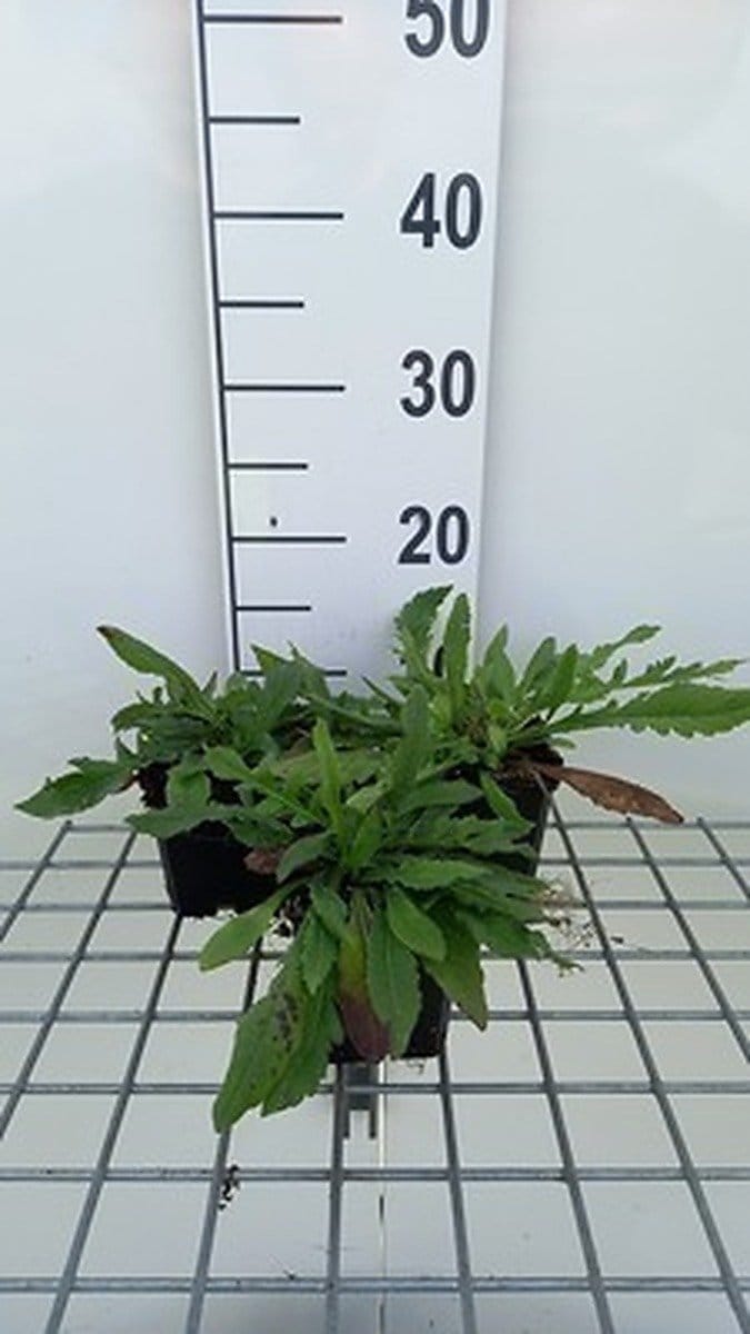 6x Breemdkroon - Knautia mac. 'Red Knight' | 9x9 cm pot