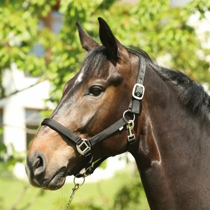 Halster voor paarden HorseGuard Lea