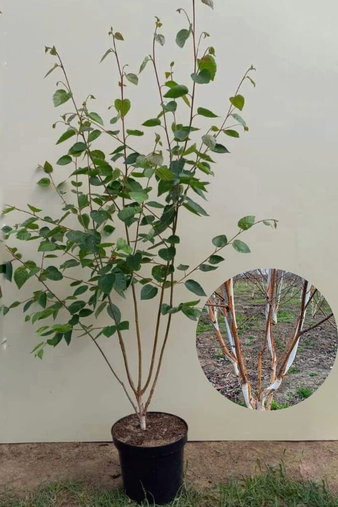 Jonge Himalayaberk struik | Betula utilis 'Doorenbos' | 100-150cm hoogte Struikvorm