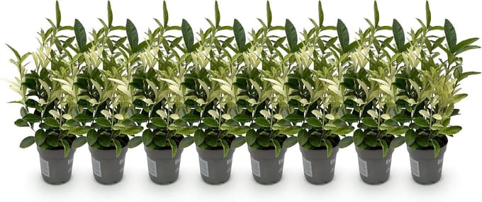 Bodembedekker met Groen-Witte Bladeren - Wintergroene Haagplanten - 8 Stuks