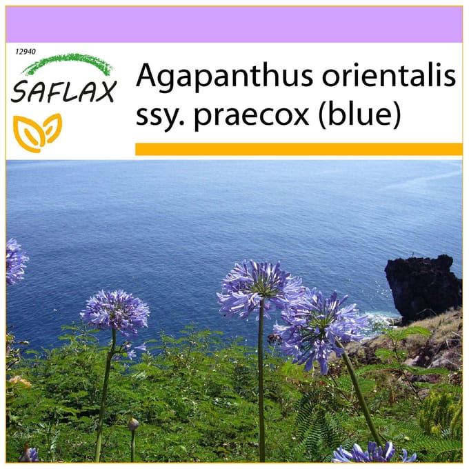 SAFLAX - Afrikaanse lelie - 50 zaden - Agapanthus Orientalis