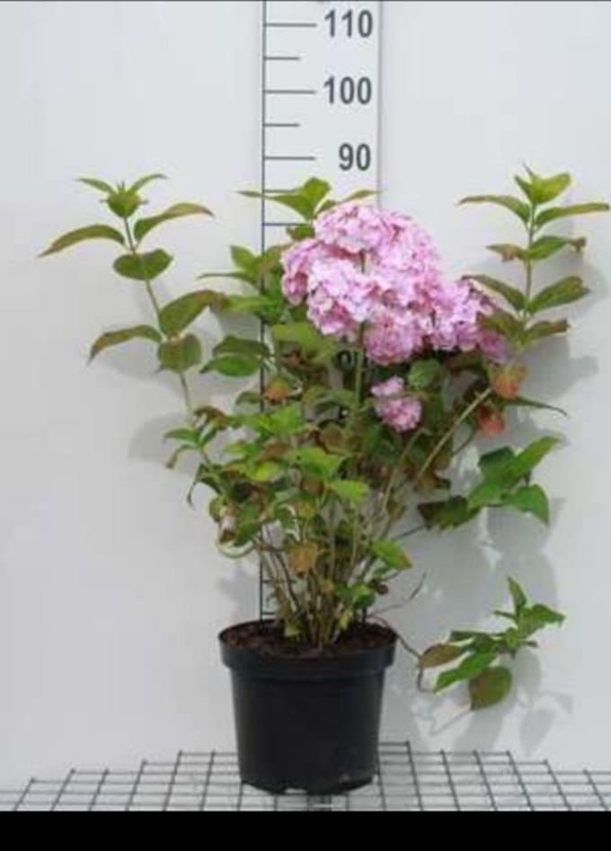 Hydrangea macr. roze/rose - Hortensia 40- 60 cm in pot